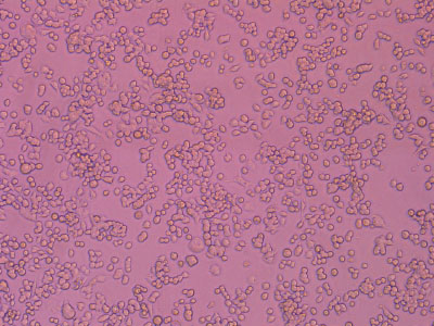 经细胞培养测试验证，细胞贴壁率达 90% 以上，贴壁细胞活率达95%以上